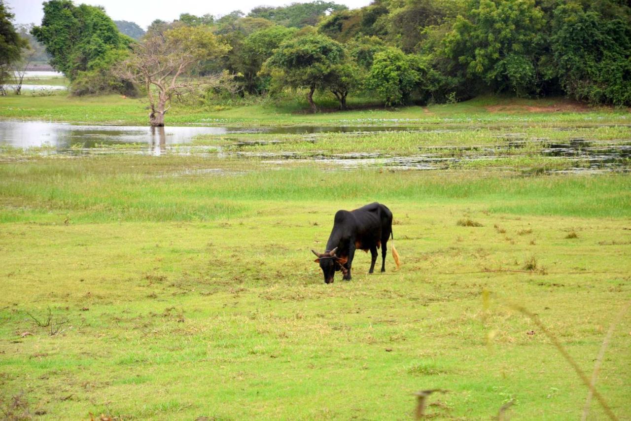 Dula Lake Resort Anuradhapura Buitenkant foto